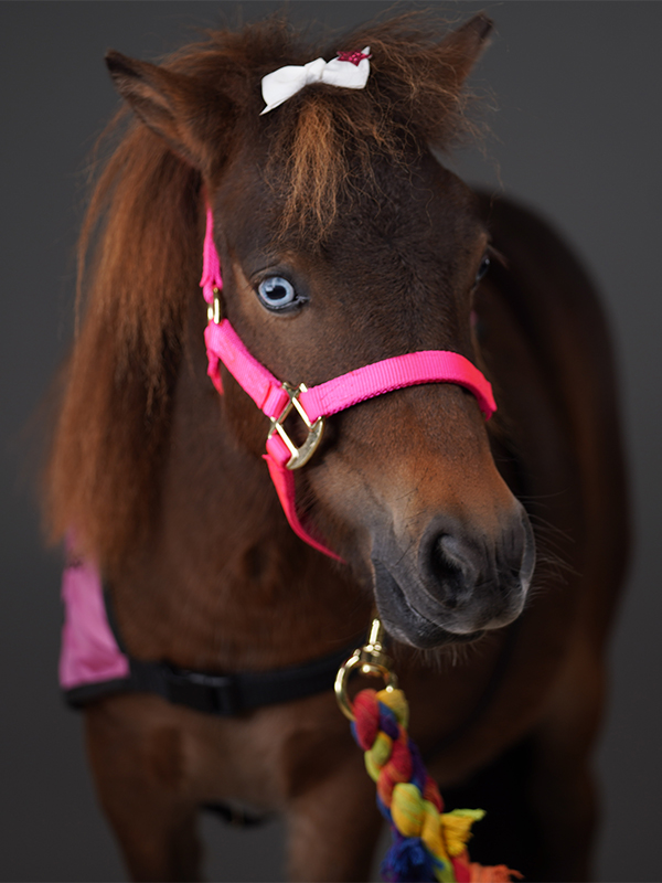 Bambi, a therapy horse at Methodist Hospital and Methodist Children’s Hospital, is known for her colorful ribbons and sassy personality.